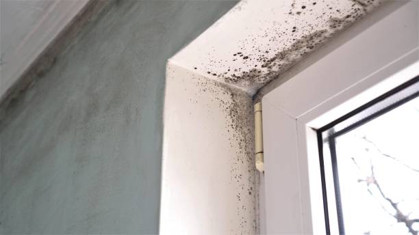 Best Basement Mold Removal  in Clifton, TX