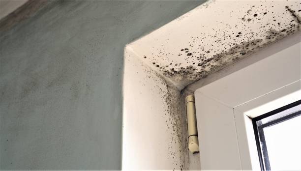 Mold Remediation for Vacation Homes in Clifton, TX