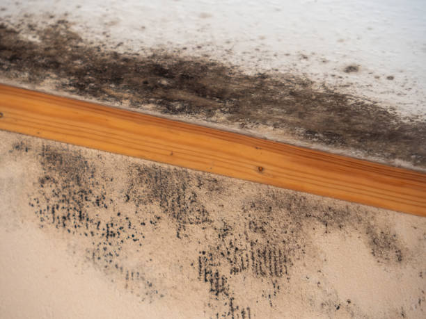 Best Attic Mold Removal  in Clifton, TX